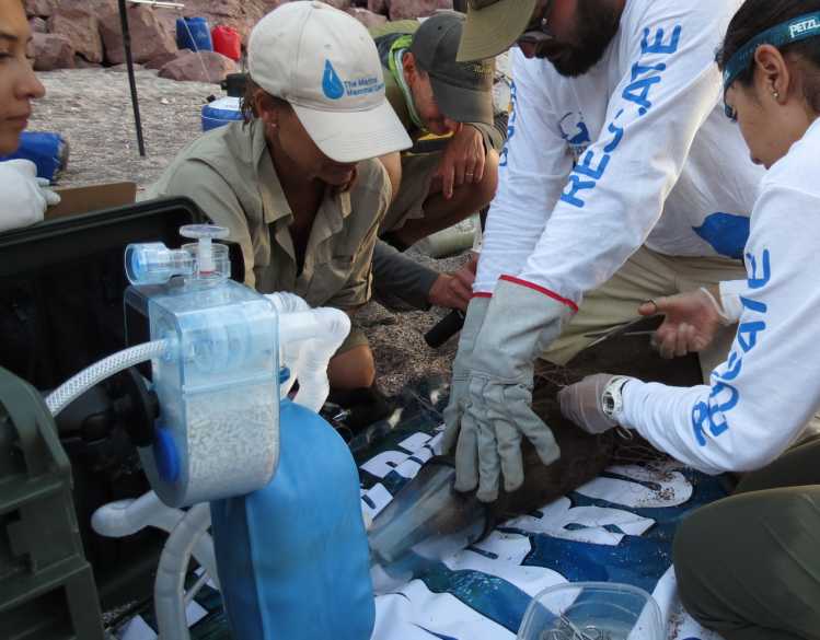 Marine mammal responders cut an entanglement from a California sea lion under anesthesia.
