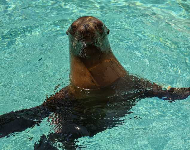 California sea lion Toffee