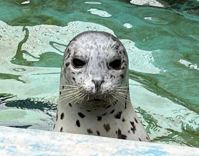 harbor seal Neal