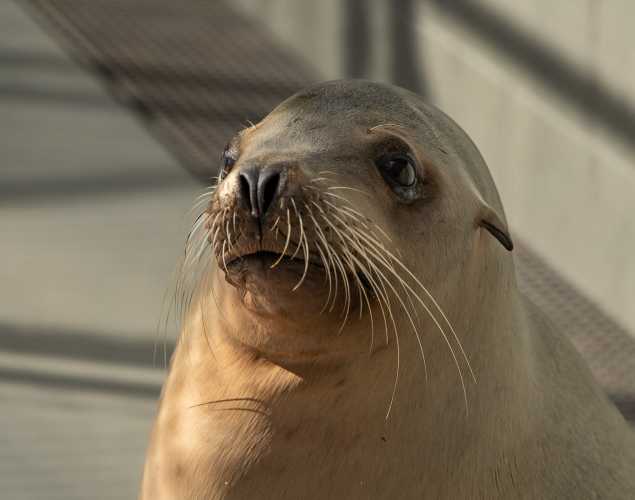 California sea lion Magesty