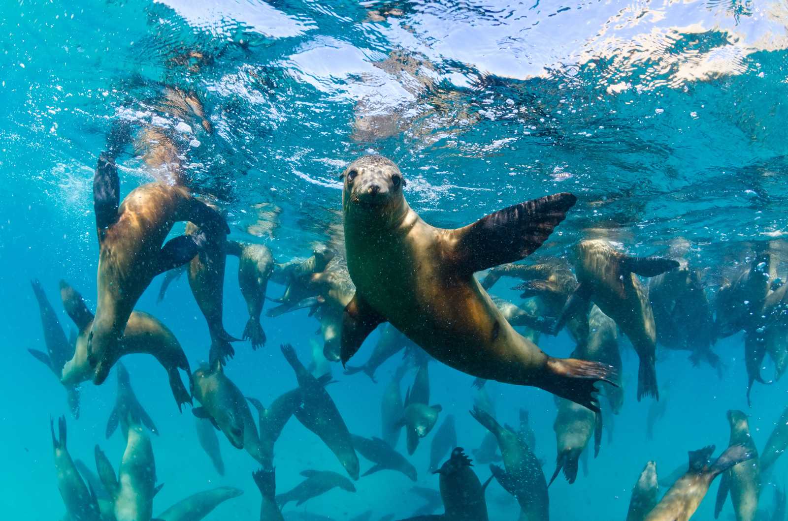 large group of sea lions underwater