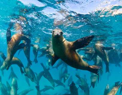 large group of sea lions underwater