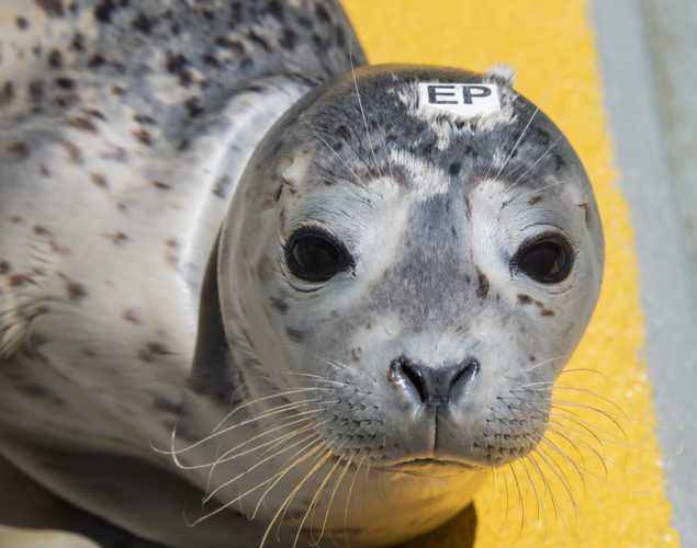 harbor seal