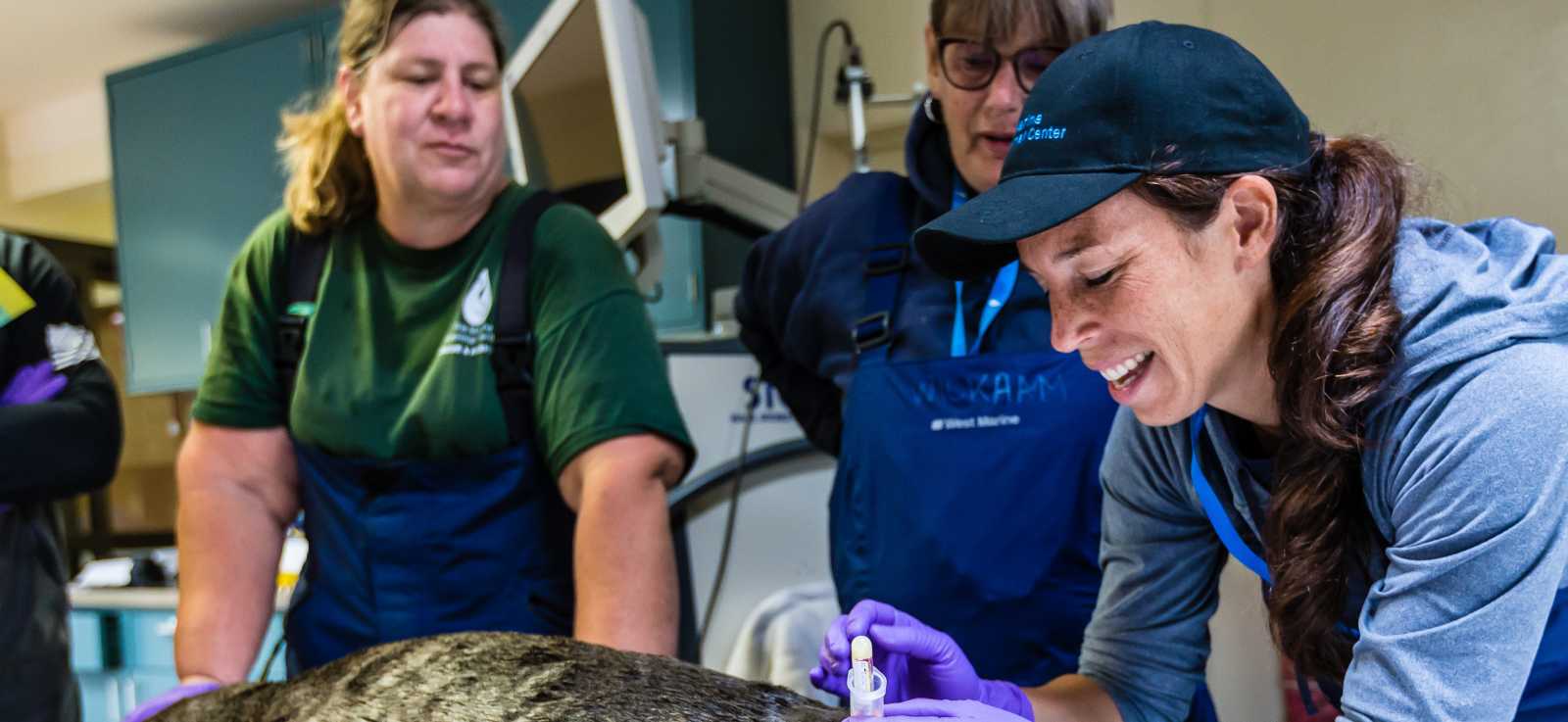 veterinarians draw blood from a patient