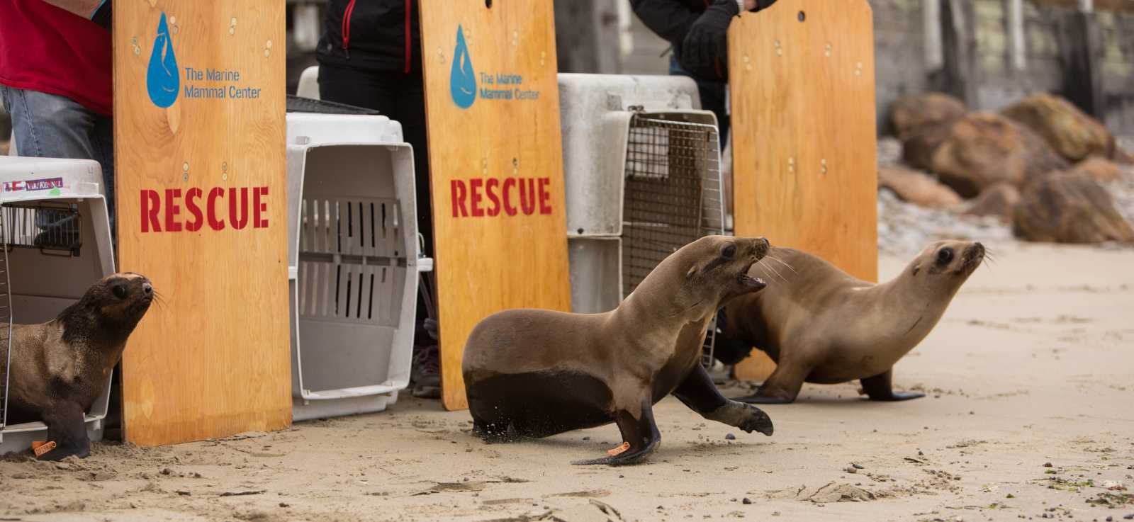 two California sea lions and one northern fur seal are released back to the wild