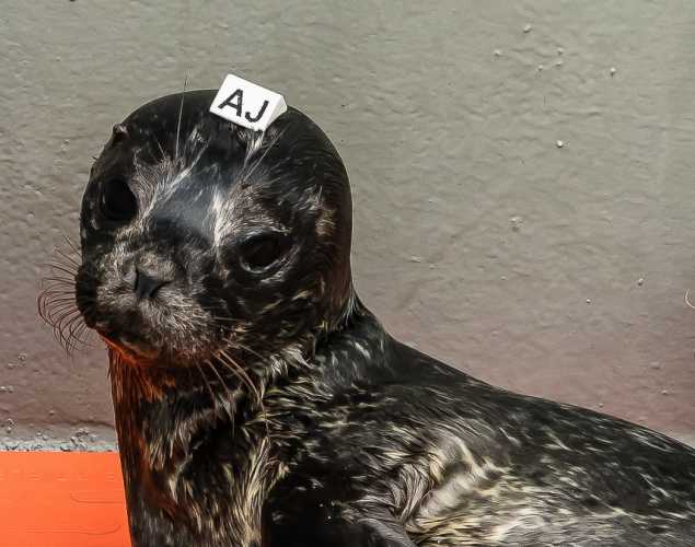 harbor seal pup Pudding