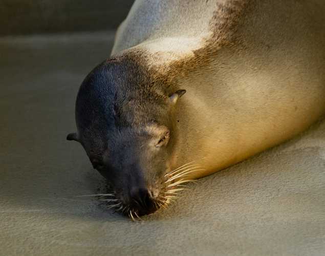 California sea lion Jalapeno