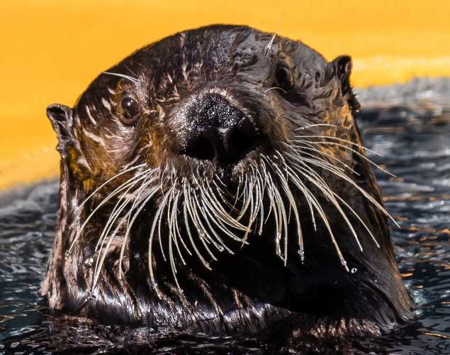southern sea otter Patronus