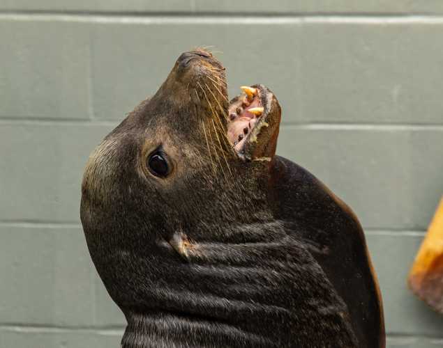California sea lion Boss