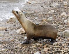 A California sea lion with a small satellite tag on its back walks on a rocky beach toward the ocean.