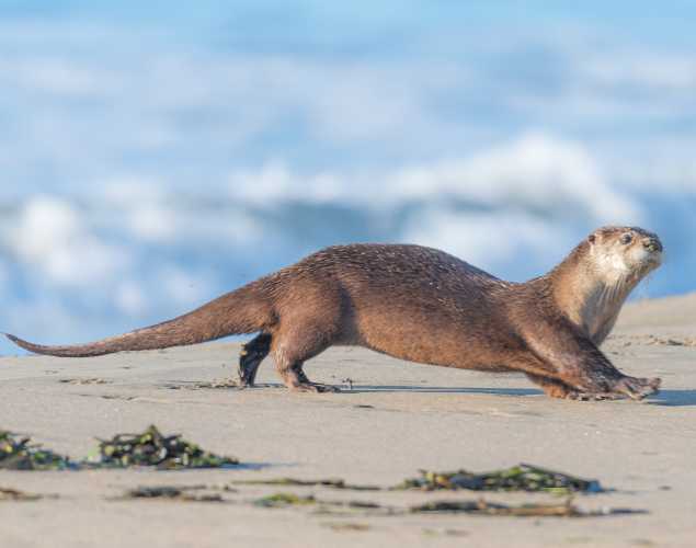 river otter