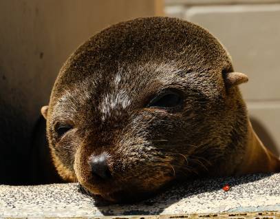 Guadalupe fur seal Fluffy