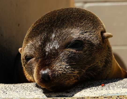 Guadalupe fur seal Fluffy
