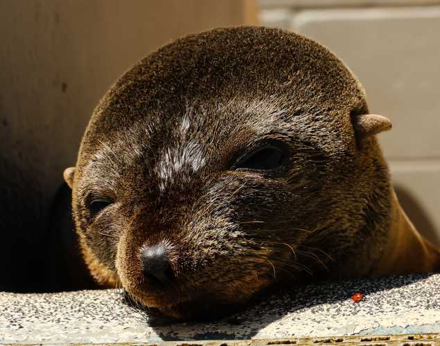 Guadalupe fur seal Fluffy
