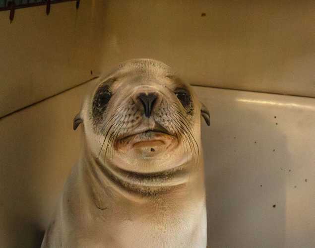 California sea lion Clarence