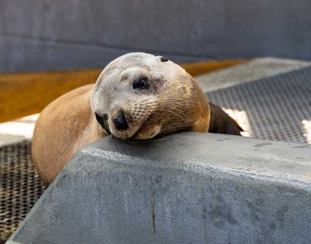 California sea lion