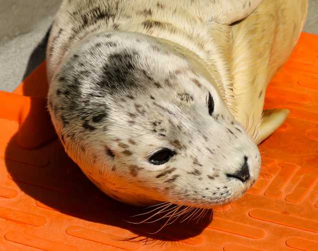harbor seal Mystical