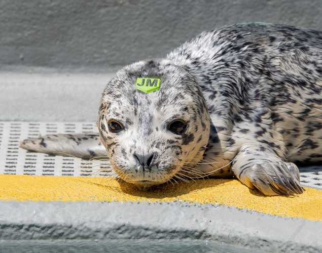 harbor seal Gummybear