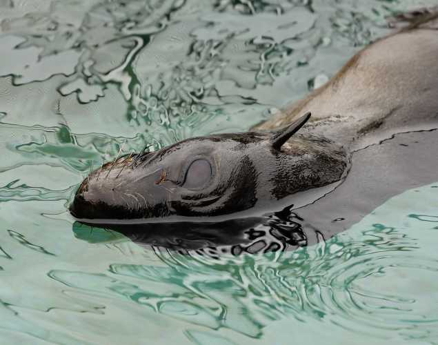 Guadalupe fur seal Karoo