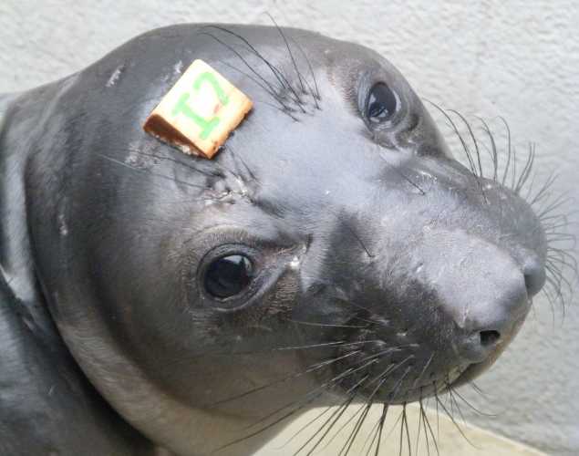 northern elephant seal Skeld