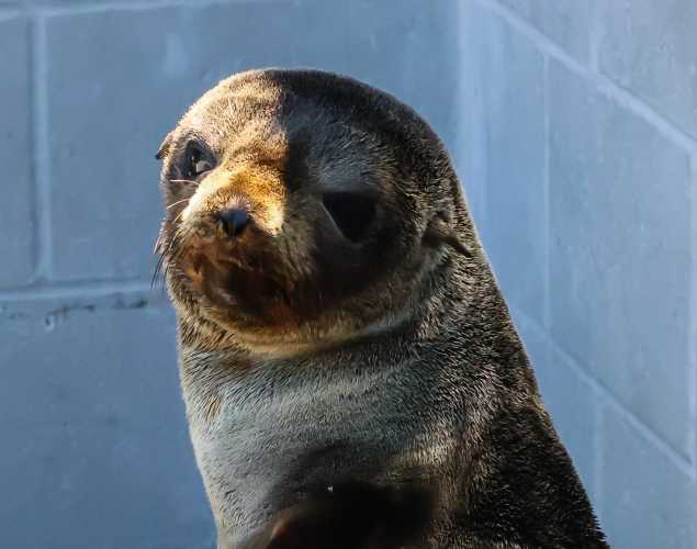 Guadalupe fur seal Hedgehog