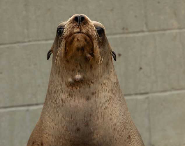 California sea lion