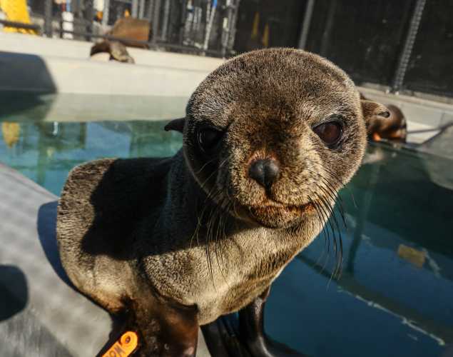 Guadalupe fur seal Milo