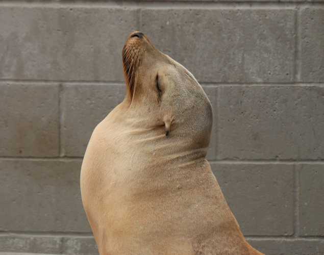 California sea lion Holdfast