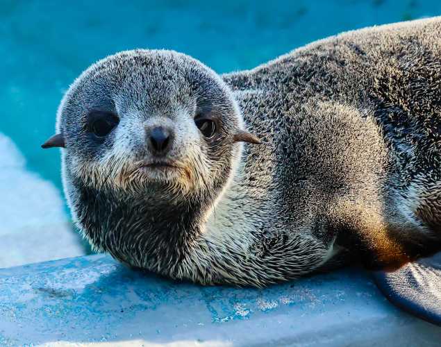 northern fur seal Chamois