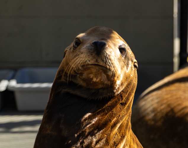 California sea lion Marlus