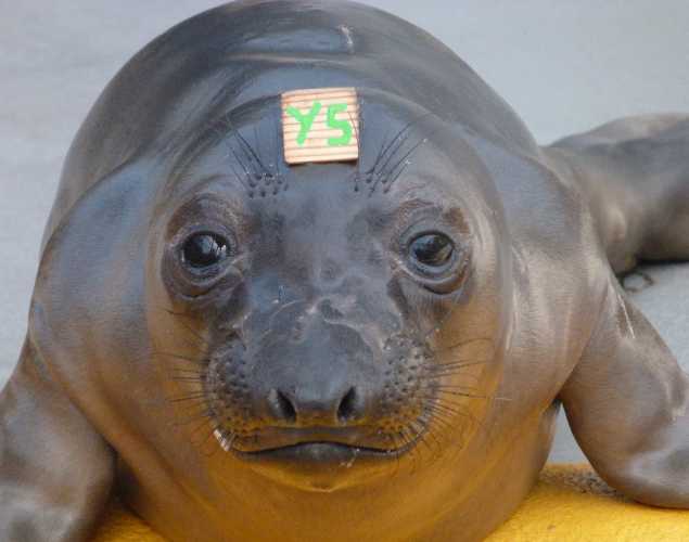 northern elephant seal Fietje