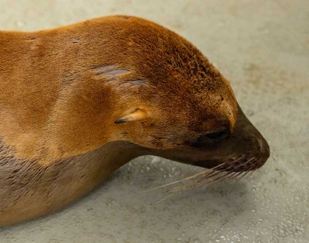 California sea lion Lanetta