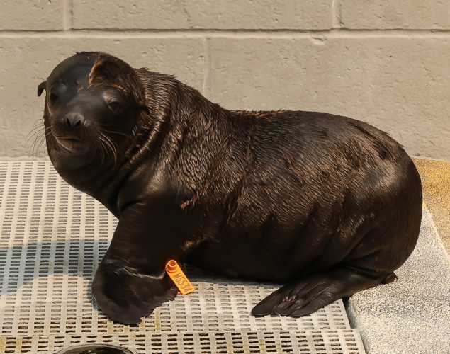 California sea lion Sundance