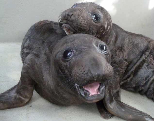 elephant seal pups Boyett and Barker