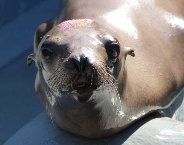 California sea lion Whimbrel