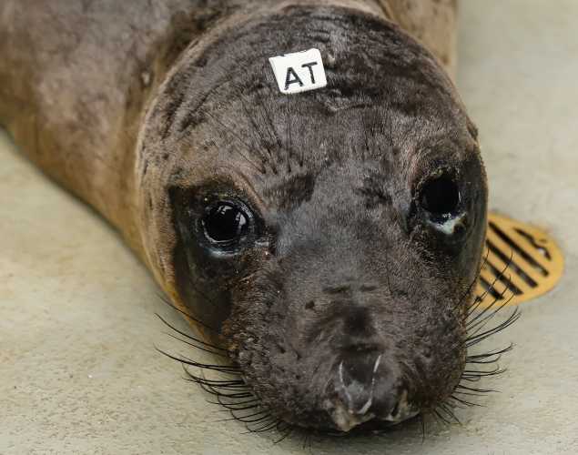 northern elephant seal Pooch