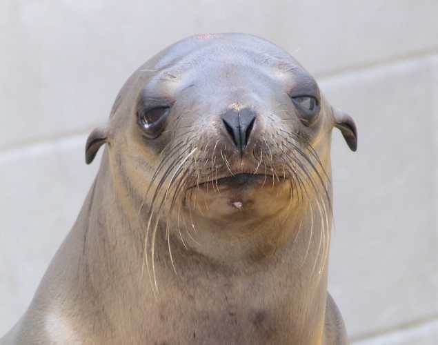 California sea lion Gnat