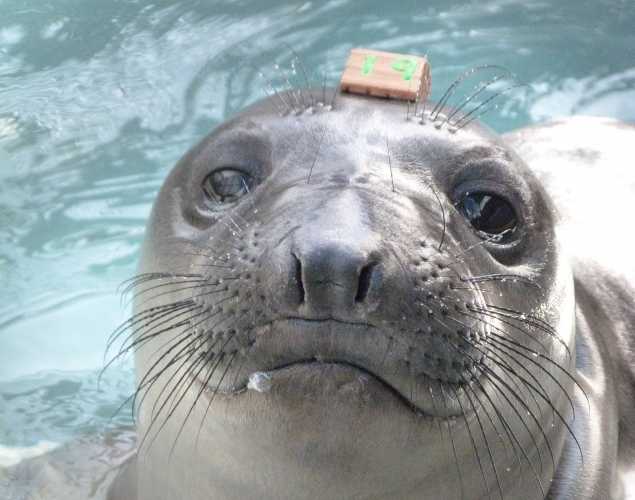 elephant seal Fieldmouse