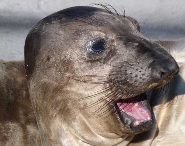 northern elephant seal Washboard