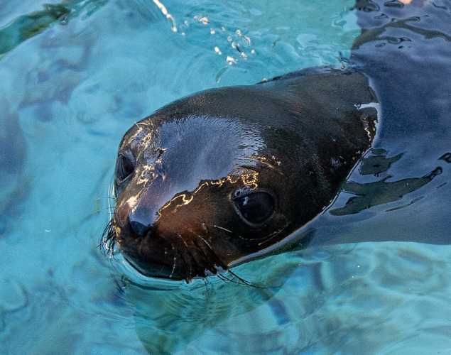 northern fur seal Biker