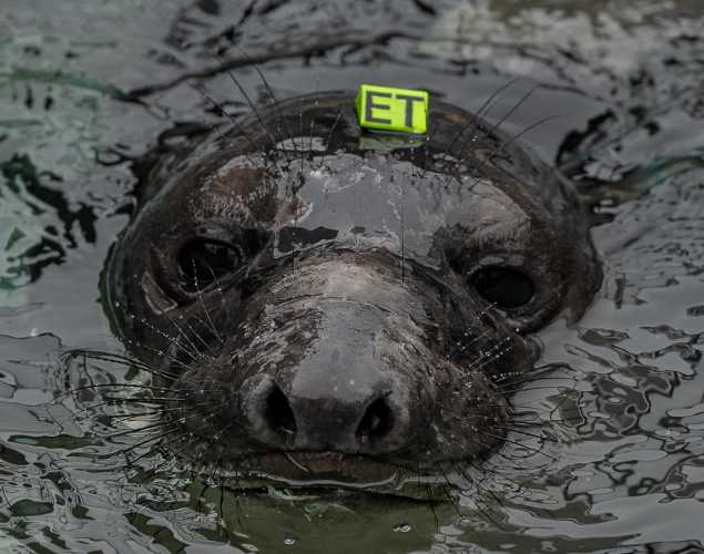northern elephant seal Honeydew