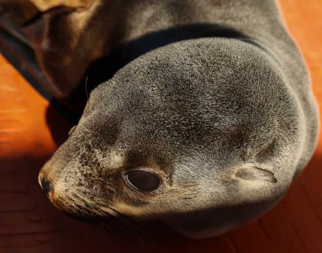 northern fur seal Jaimis