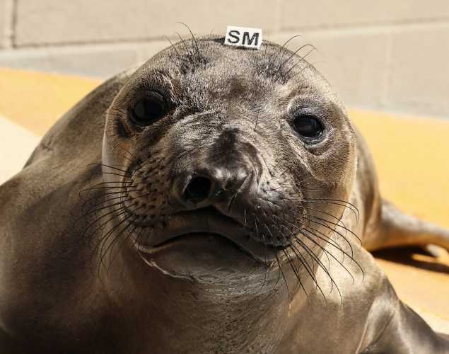 northern elephant seal Murre