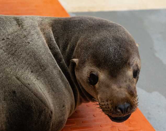 California sea lion