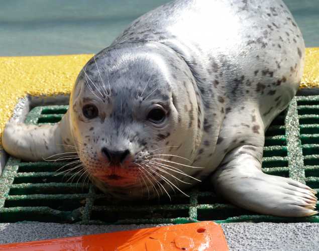harbor seal Cerseil