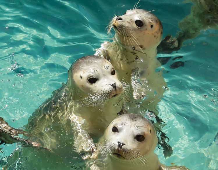 trio of harbor seals