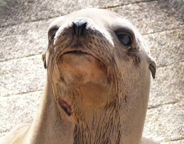 California sea lion Lucia