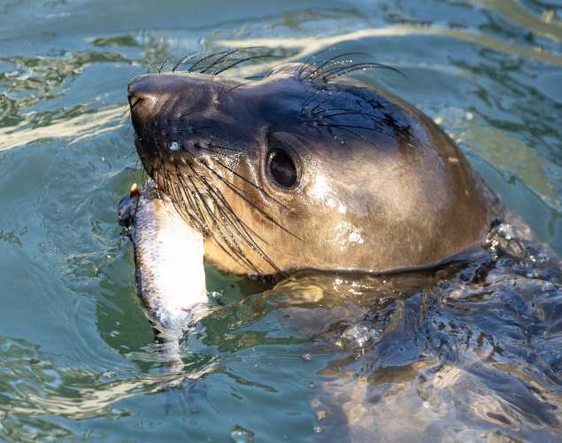 northern elephant seal Brooklyn