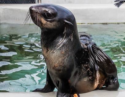 northern fur seal Lukelarry