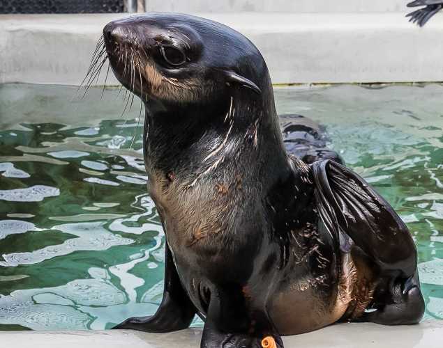 northern fur seal Lukelarry